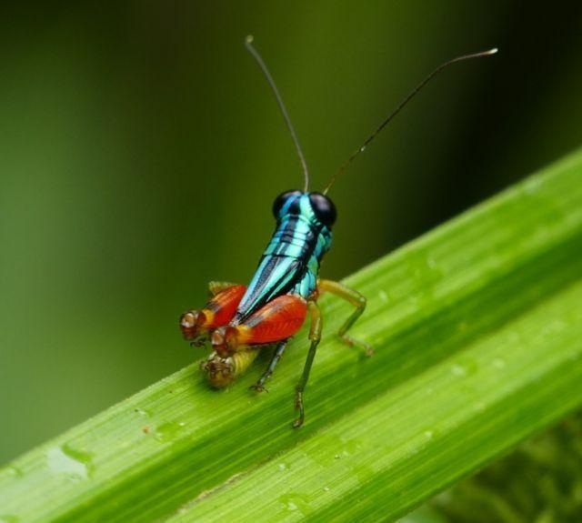 Foto de insectos con modo macro